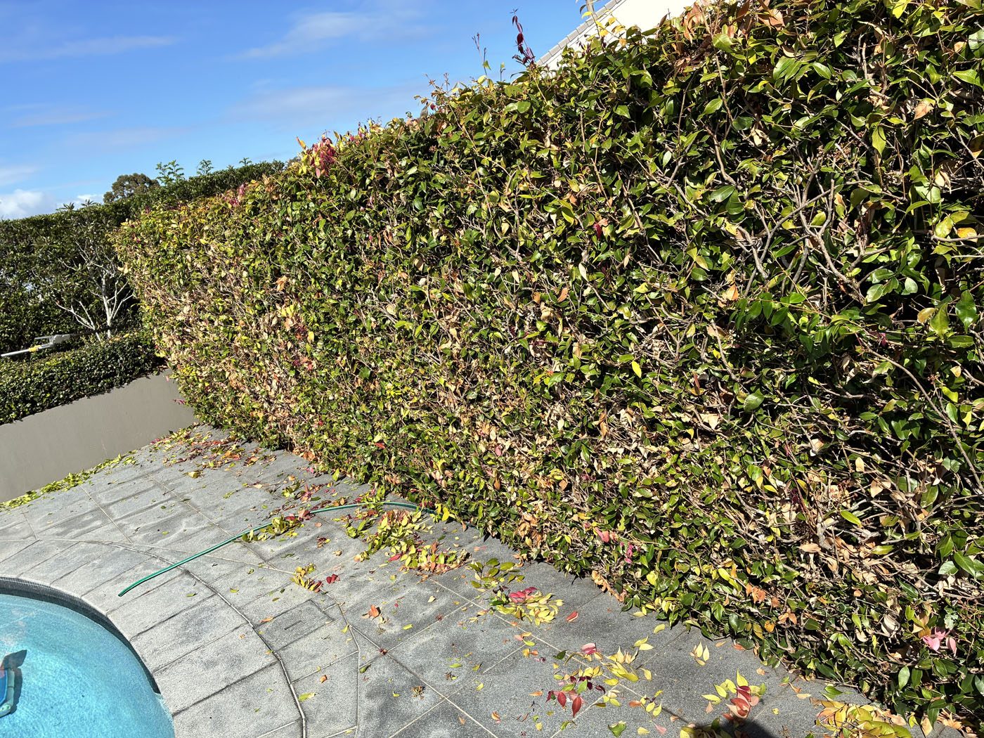 Hedge maintenance work by Haider Haiwary